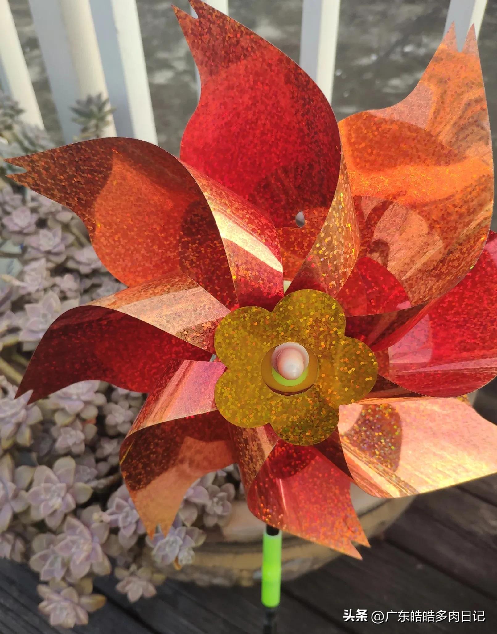 为养多肉，和楼顶小鸟的斗智斗勇，几*法大**宝轮番上阵