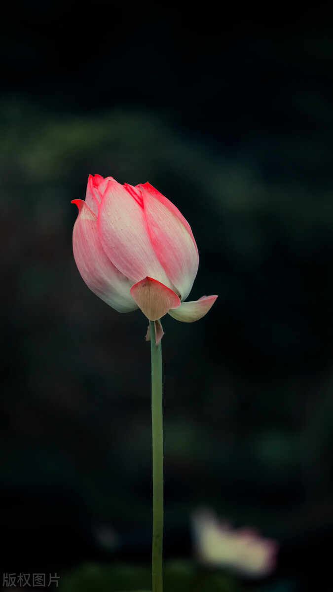 荷花图片禅意荷花,清新唯美的荷花图片