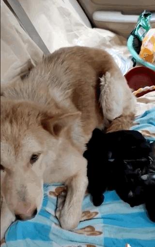 土狗月薪3000,小土狗打工