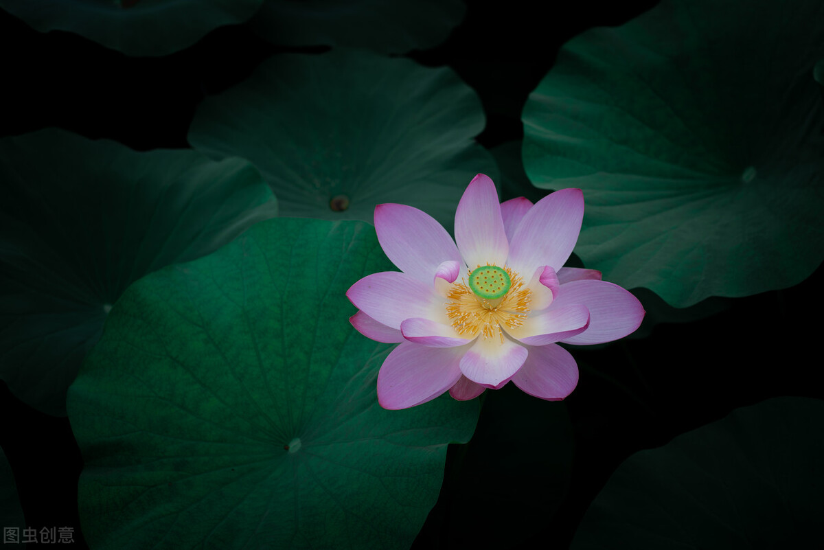 荷花图片禅意荷花,最美意境荷花图片大全