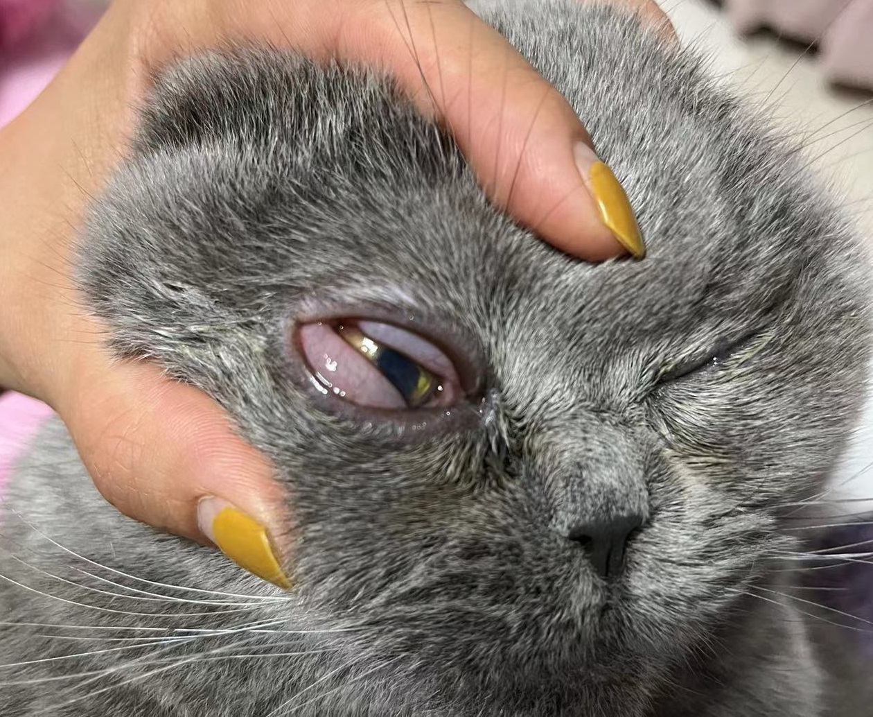 猫眼睛流红褐色的眼屎是什么原因,猫眼睛泪痕严重流眼泪