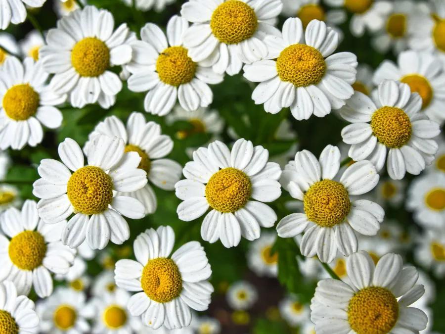 国色天香秀色可餐的美女 (秀色可餐与国色天香)