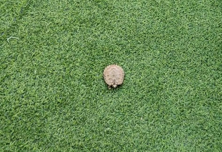 地图龟能吃多少水果,地图龟能吃水果吗