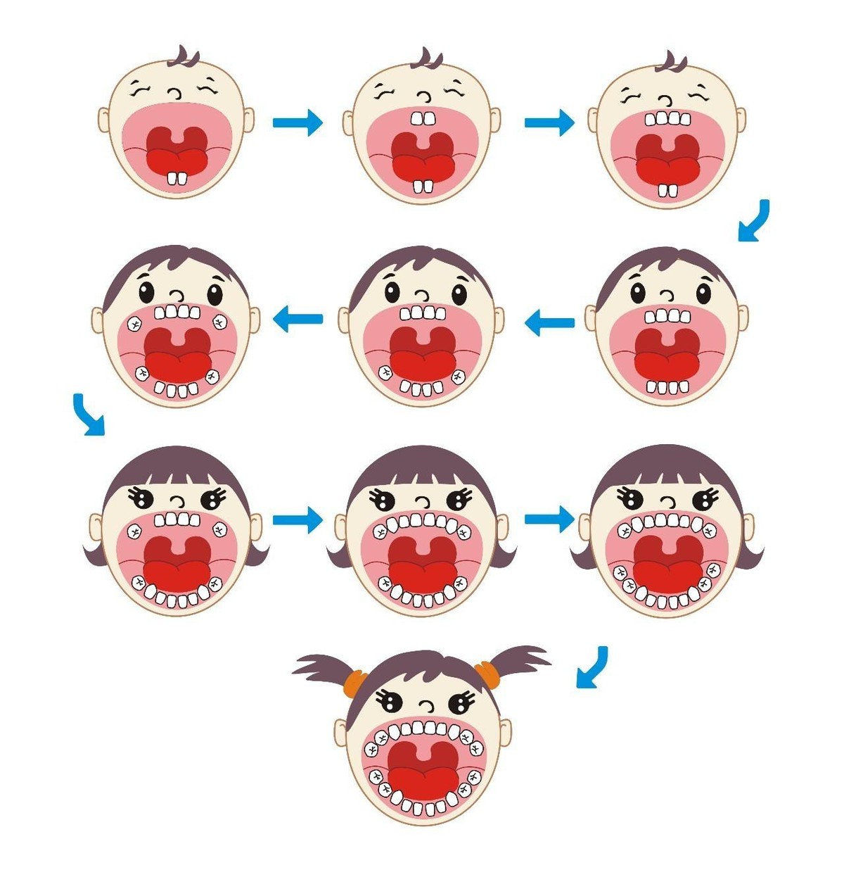 小朋友换牙时间表,换牙期父母要知道的