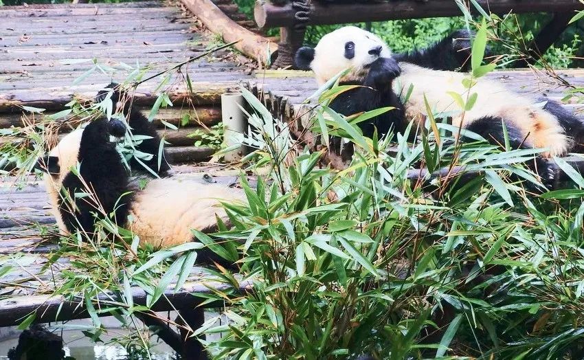 四川成都康养城,康养城项目可行性研究报告