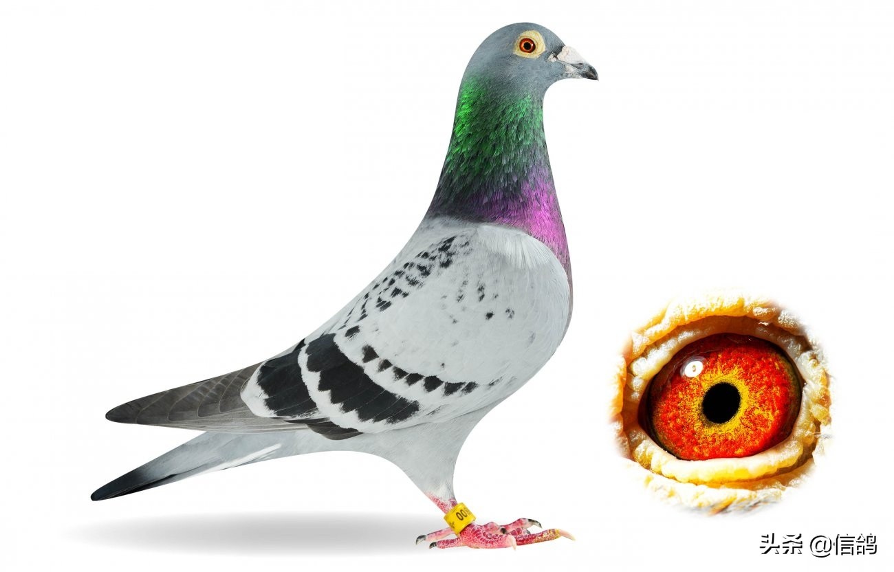 工薪鸽友如何低成本引进种鸽,高价鸽子养殖