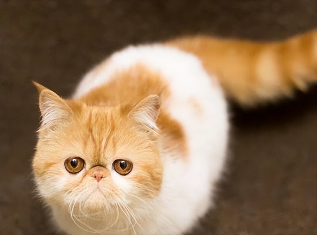 新手养猫可以养加菲猫吗,养加菲猫的十大缺点