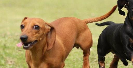 [养狗の心得分享]腊肠犬伤口发粘水怎么办，腊肠伤口有白色粘液