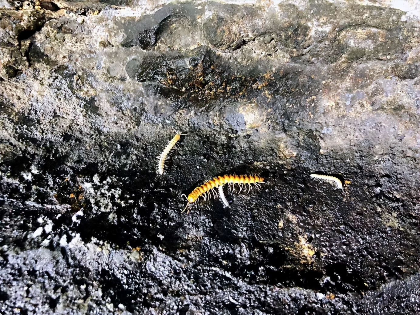 龟仙洞酒优势,龟仙洞酒真实评测