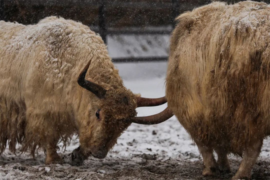 冬天的济南美丽雪景,济南的冬天平常与不平常的冬景