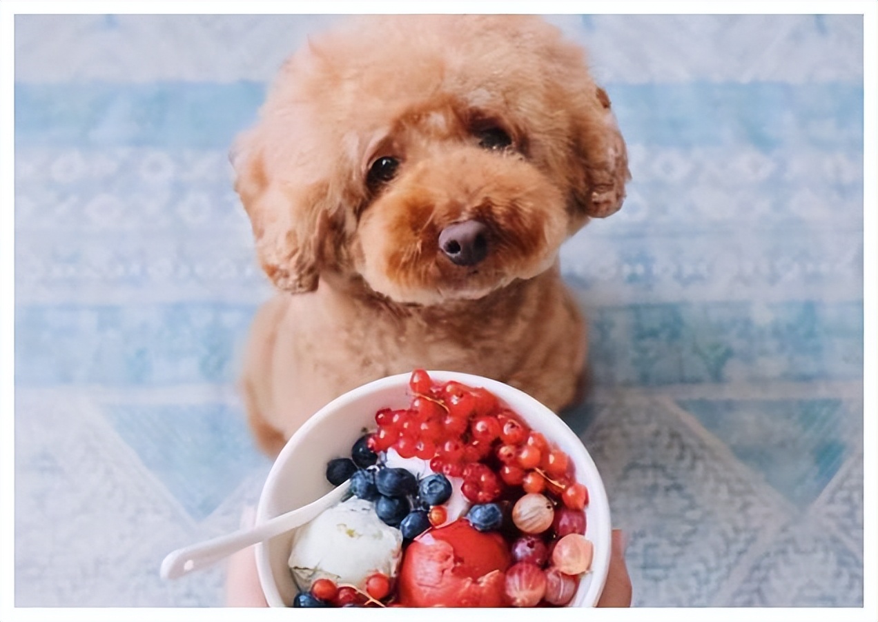 泰迪吃草莓有什么危害,泰迪哪些不能吃