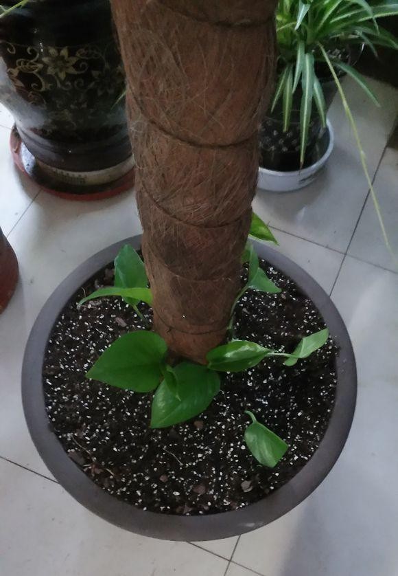 怎样制作绿萝柱长得快,绿萝怎么做成绿萝柱