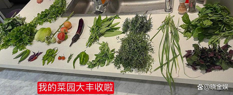 吴昕回老家过年跟谁一起的 (吴昕下乡种地)