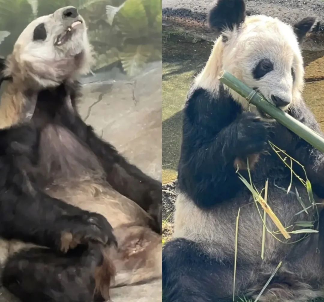 多少人关注丫丫,现在有多少人在关注丫丫