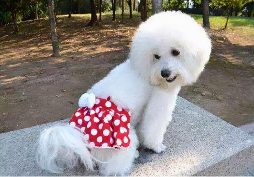 公狗幼犬尿尿流血怎么回事,小狗狗小便时为什么会出血