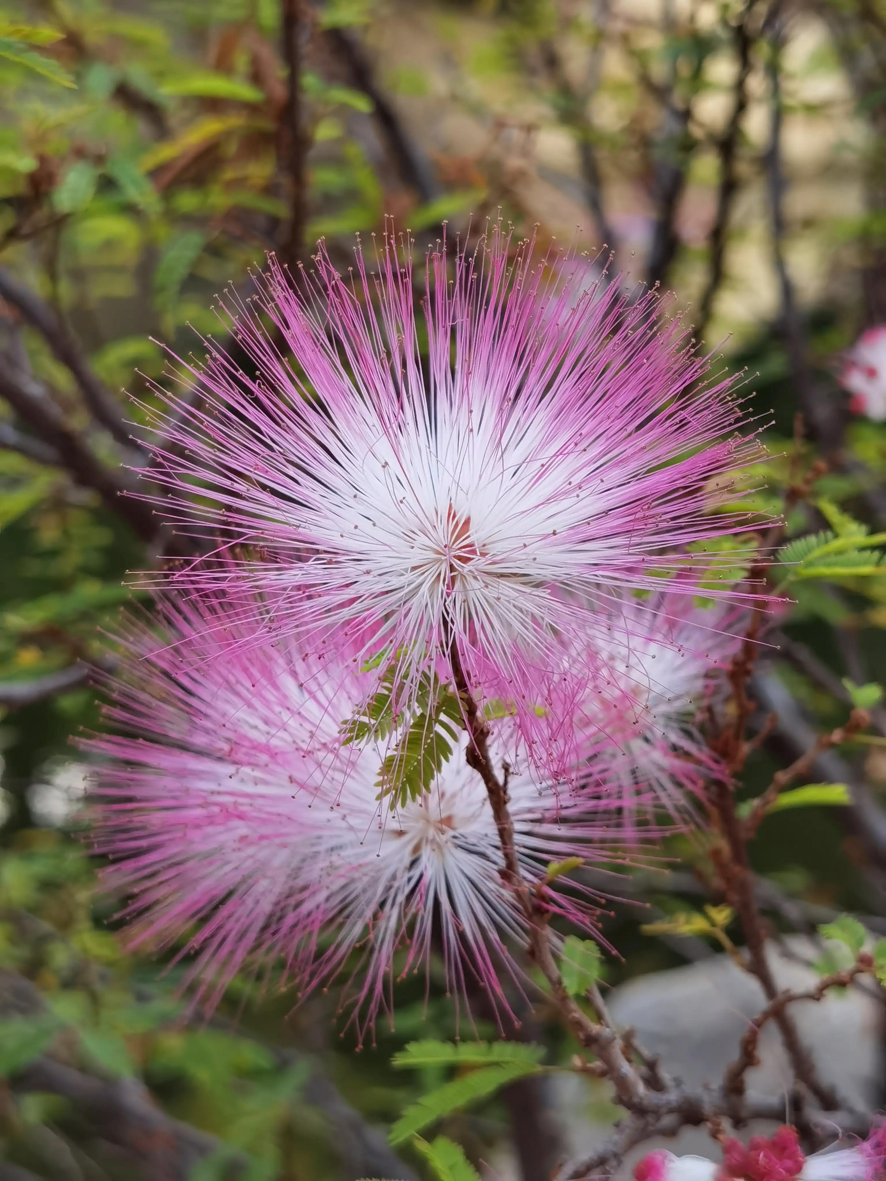 香港的城市空间布局,香港的城市屋