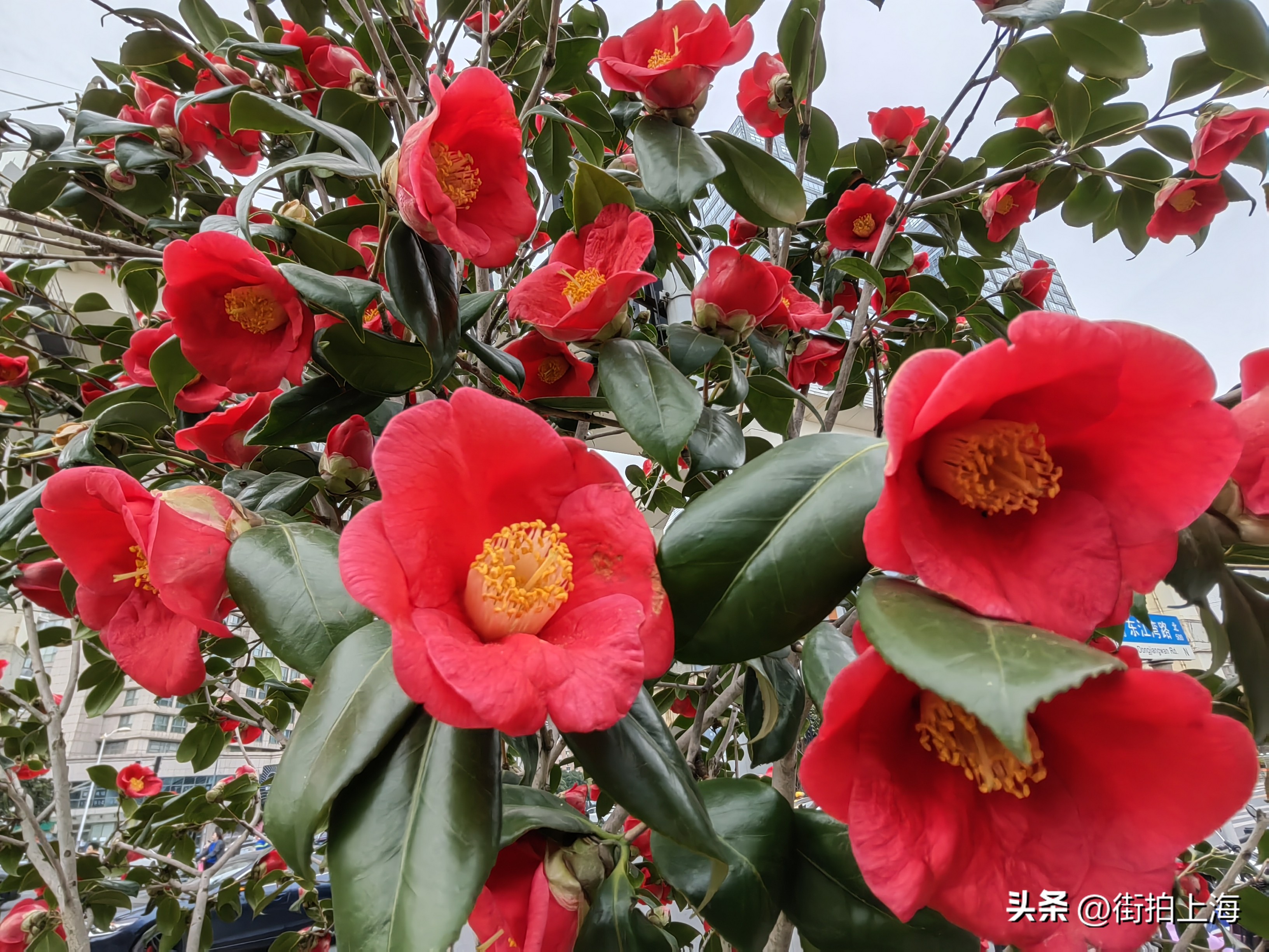 茶花绽放喜迎春,茶花争芳斗艳喜迎春