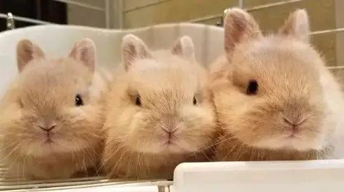 兔年跟风养个兔,哪种品种的兔兔好养还便宜