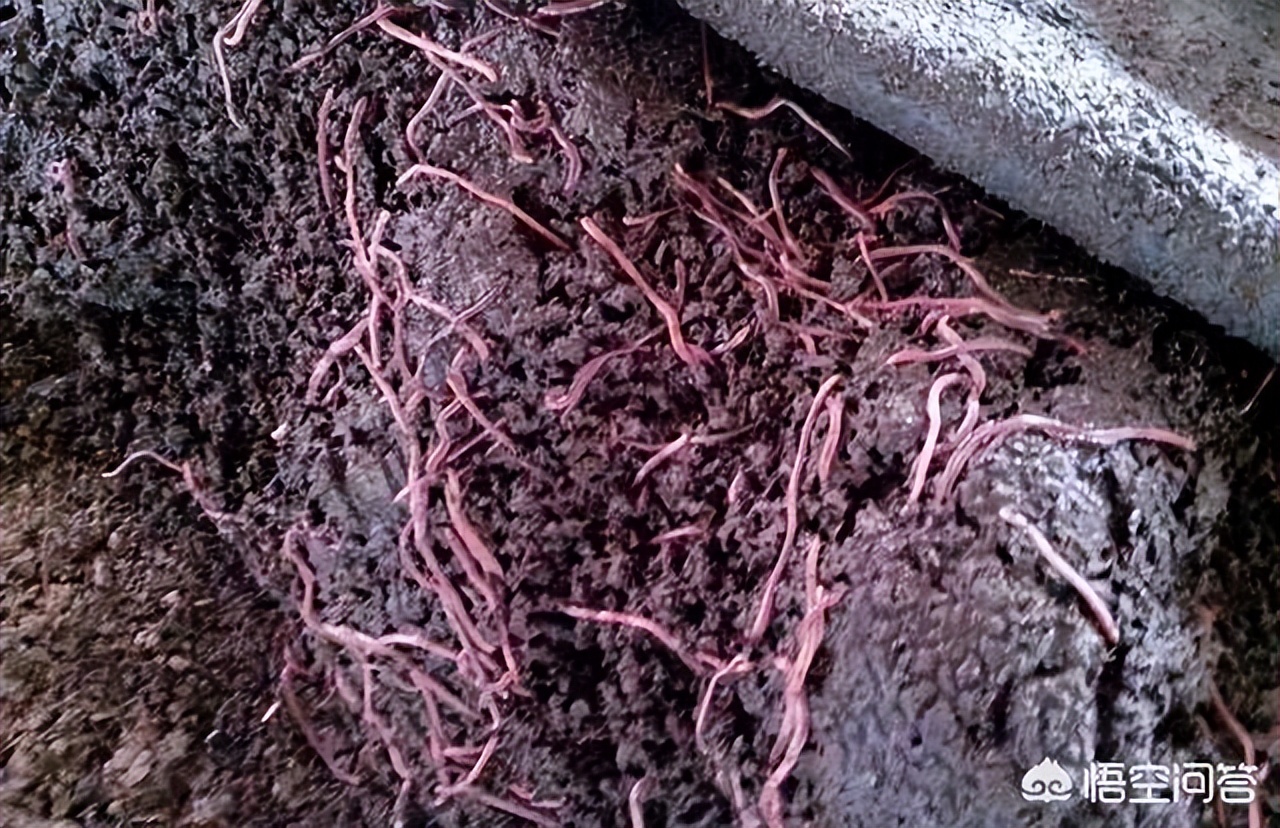 林下种植什么草药喂鸡,种植什么草药可以养鸡