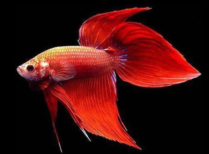 斗鱼新手入门攻略,斗鱼新手如何养