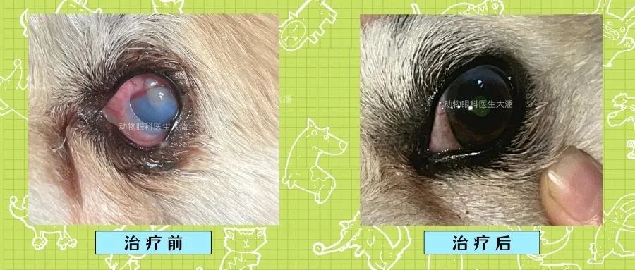 犬眼睛结膜炎视频,犬角膜穿孔一定要手术吗
