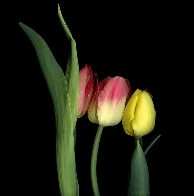 漂亮的郁金香随手一拍都是美景,春天的郁金香花海美得不可方物