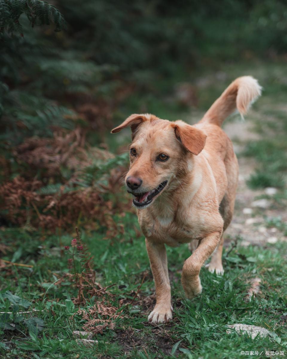 中华田园犬智商排行榜,哈弗中华田园犬车内功能介绍