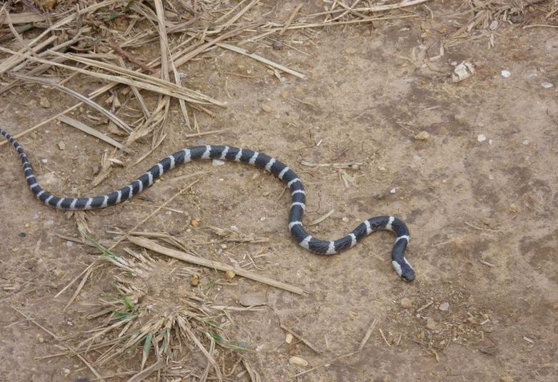 渭南21岁女孩被银环蛇咬死,陕西银环蛇咬伤21岁女子