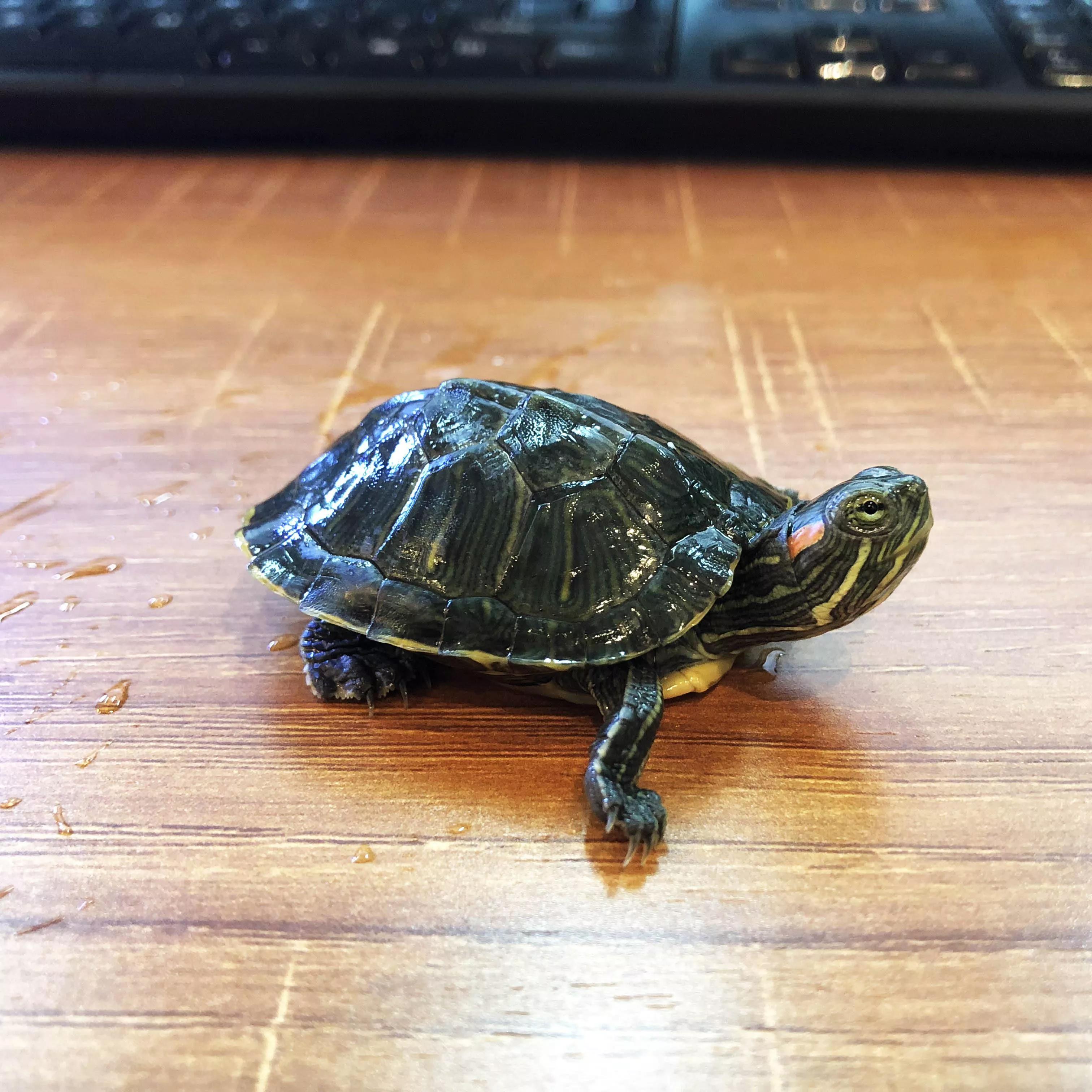 养了25年的乌龟为什么会死,乌龟养两年死了是什么情况