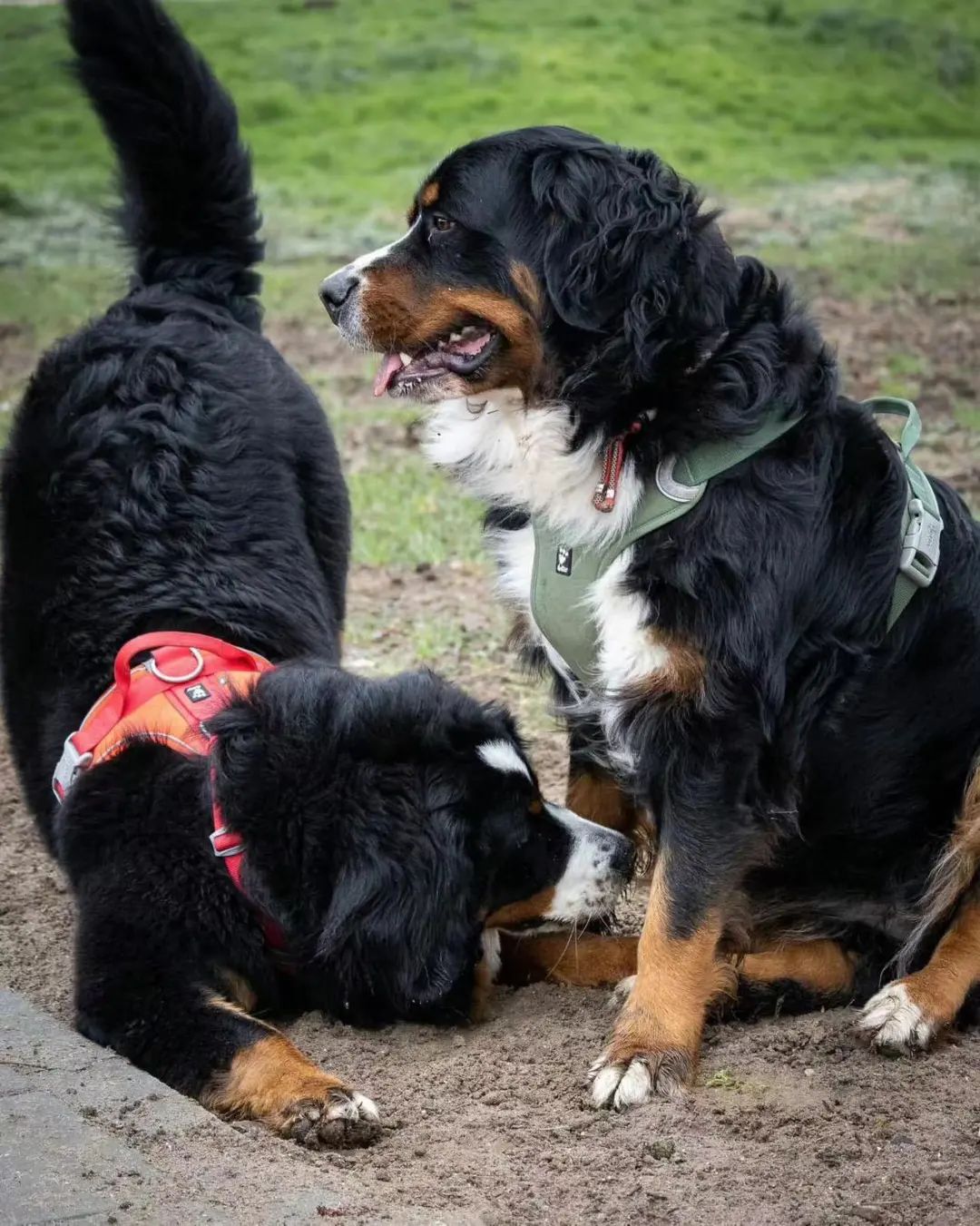 笑死！狗子1个蛋上被蚊子咬了8个包，成巨蛋小子了！