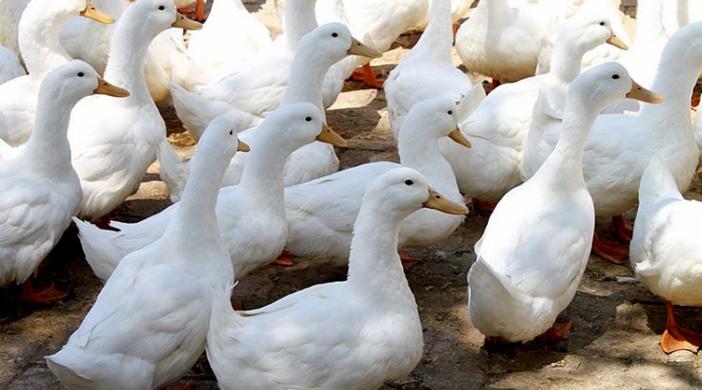 鸭舍温度如何降温,鸭舍氨气重怎么办