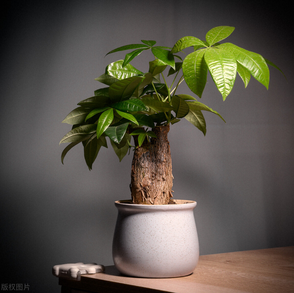 客厅不养绿萝养哪两种树,客厅种树有什么讲究