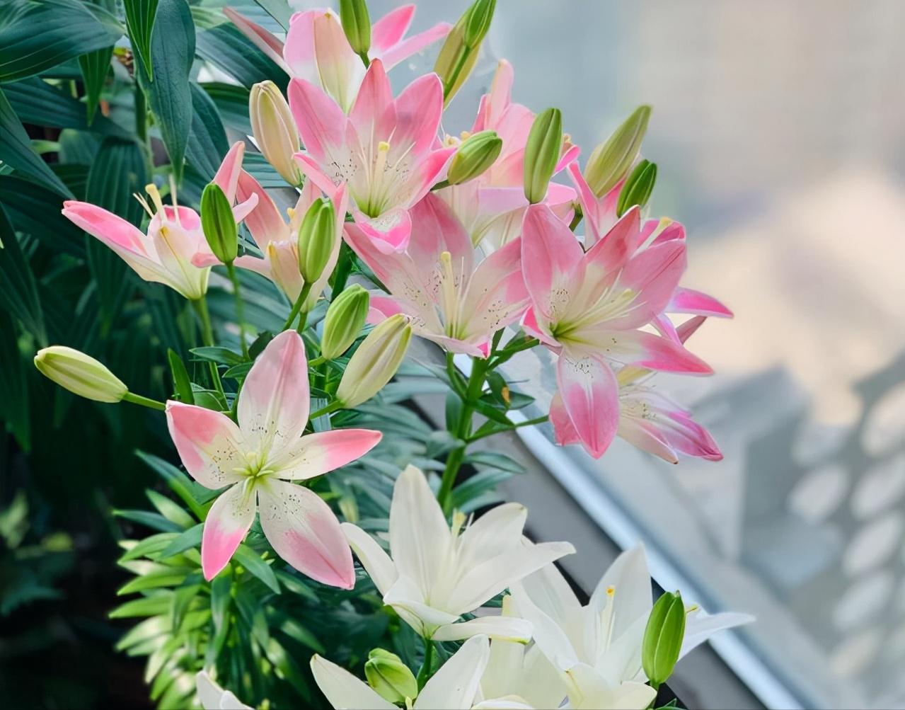 毒性很强的花是什么花,这6种常见的花有毒性