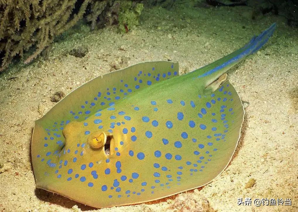 钓鱼时的趣事,钓鱼遇到的奇闻事