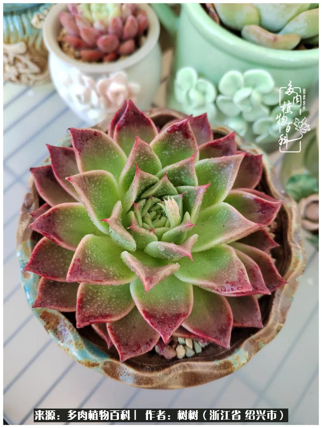 又临寒冬，暖阳下携手肉肉赏姹紫嫣红！