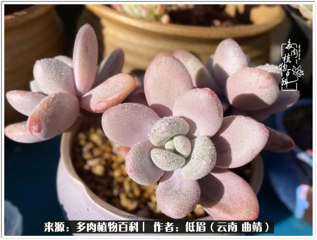 玉露多肉冬季分盆,玉露多肉怎样才能晶莹剔透