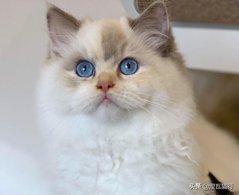 中国猫咪品种玳瑁猫,田园玳瑁猫的嘴