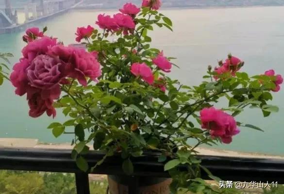 大花浓香勤花的月季品种,大花月季品种介绍大全图片及价格