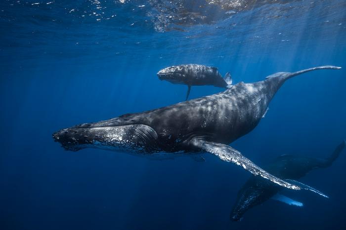 数百头鲸鱼搁浅澳洲海滩,大型鲸鱼搁浅的原因