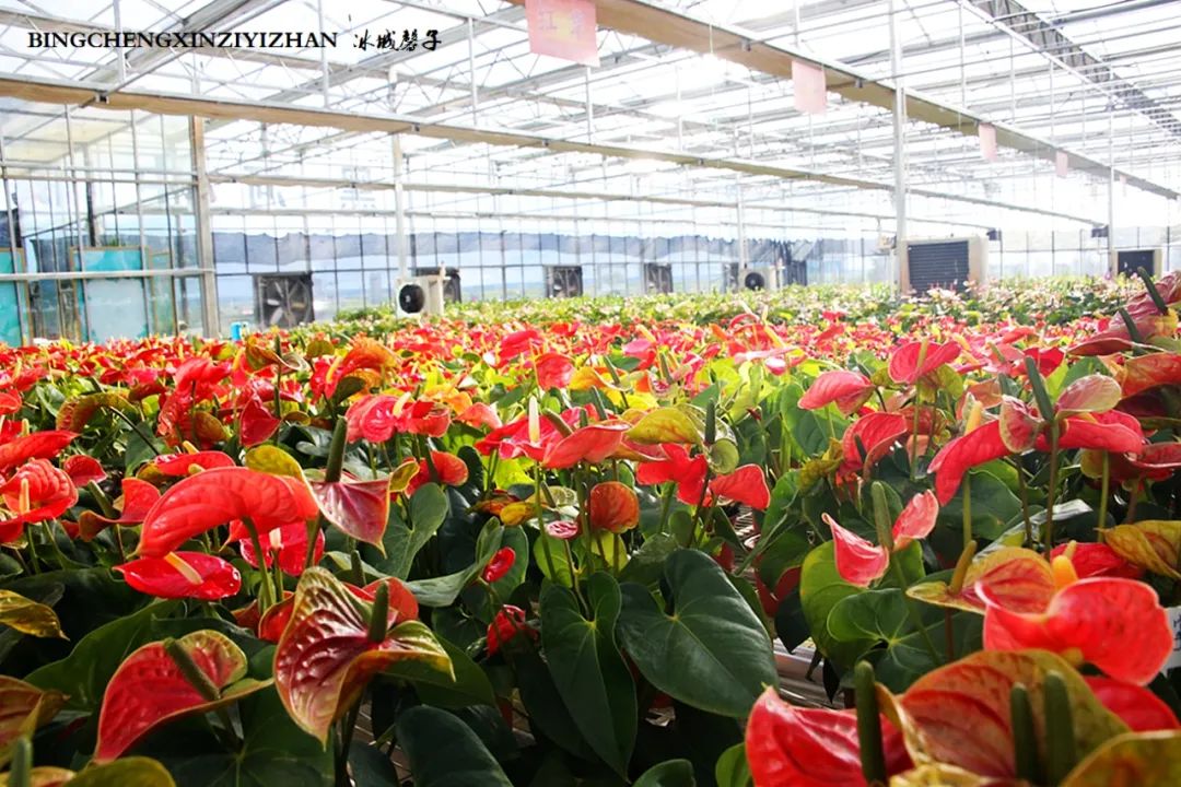 中俄边境线上的小城：逊克，披着“红珠绿边银装”的生态边城