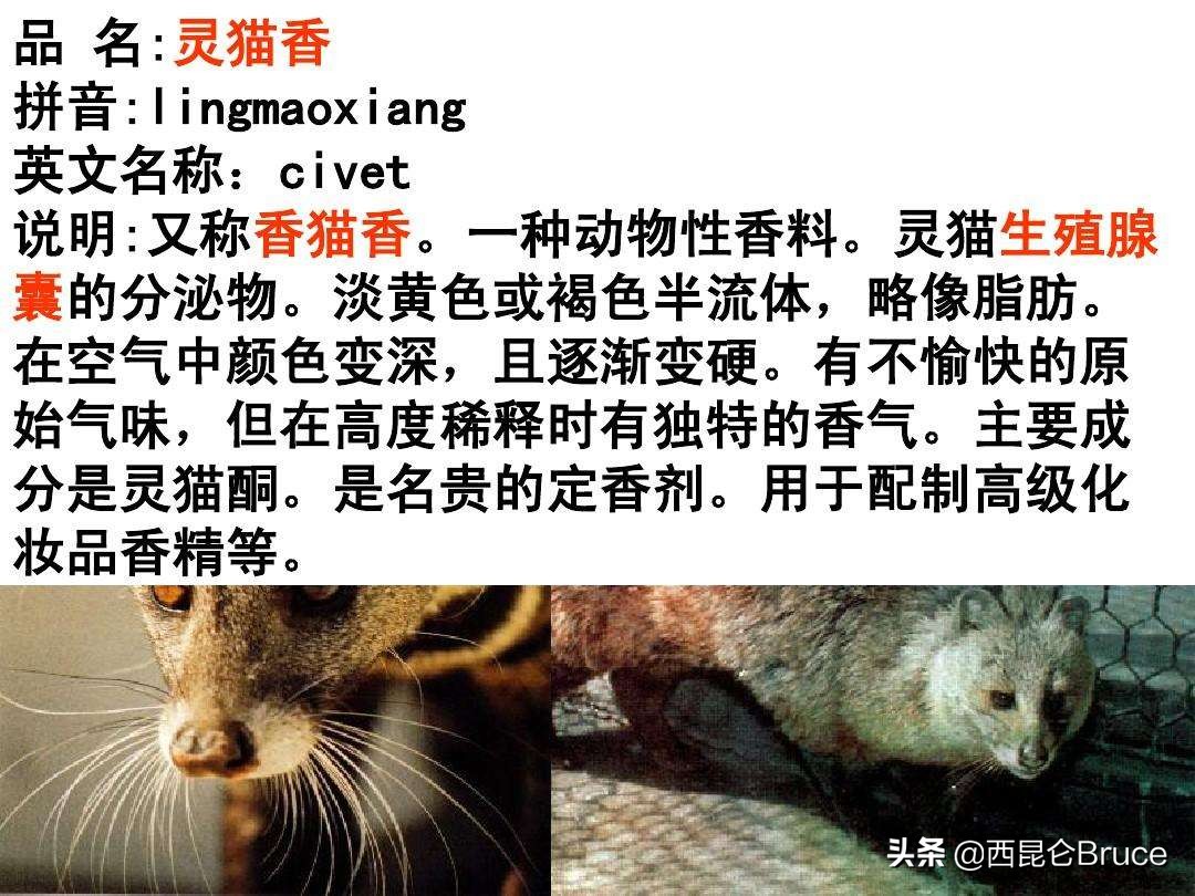 湖北神农架发现国家一级保护动物,宜昌出现国家一级保护动物猫