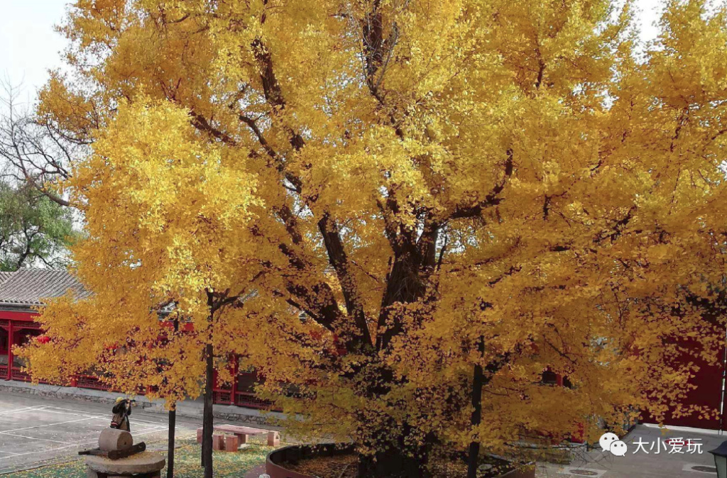 银杏最美的地方,金秋十月最美的银杏