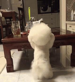 比熊一生必经五个阶段,比熊最坏的5个坏习惯