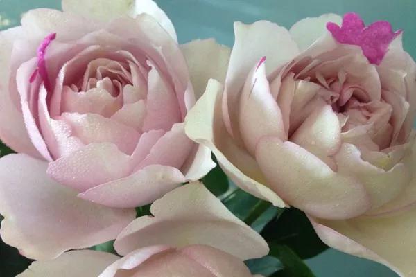 常见切花月季一览（40）（接上期）