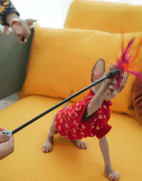 猫界中最不臭的几种猫,盘点那些闻到臭味的猫咪