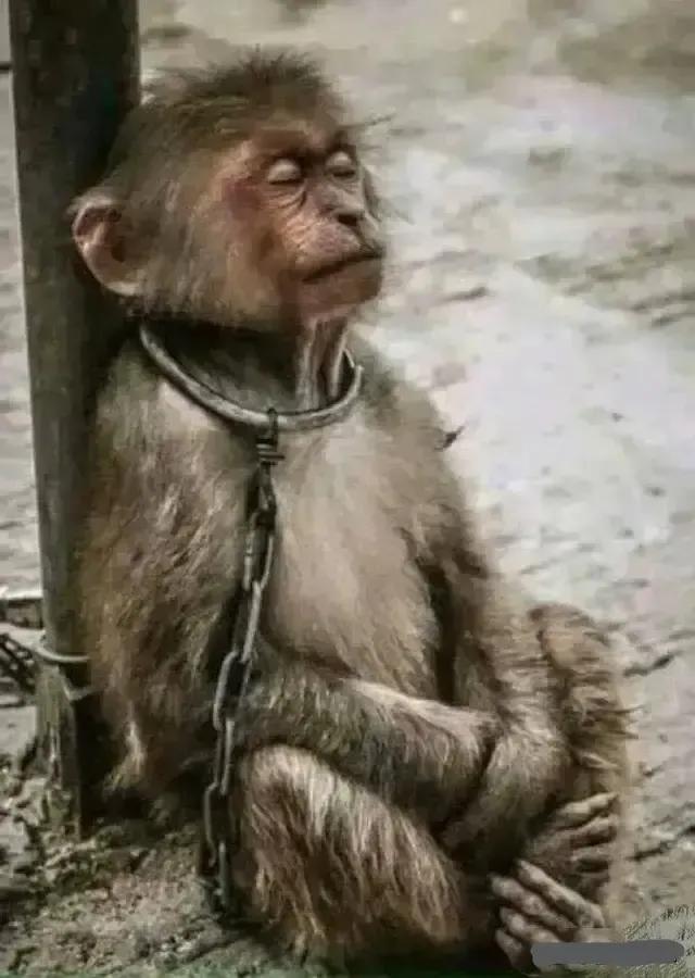 爷爷奶奶给的银元,挖出去世的爷爷藏的银元