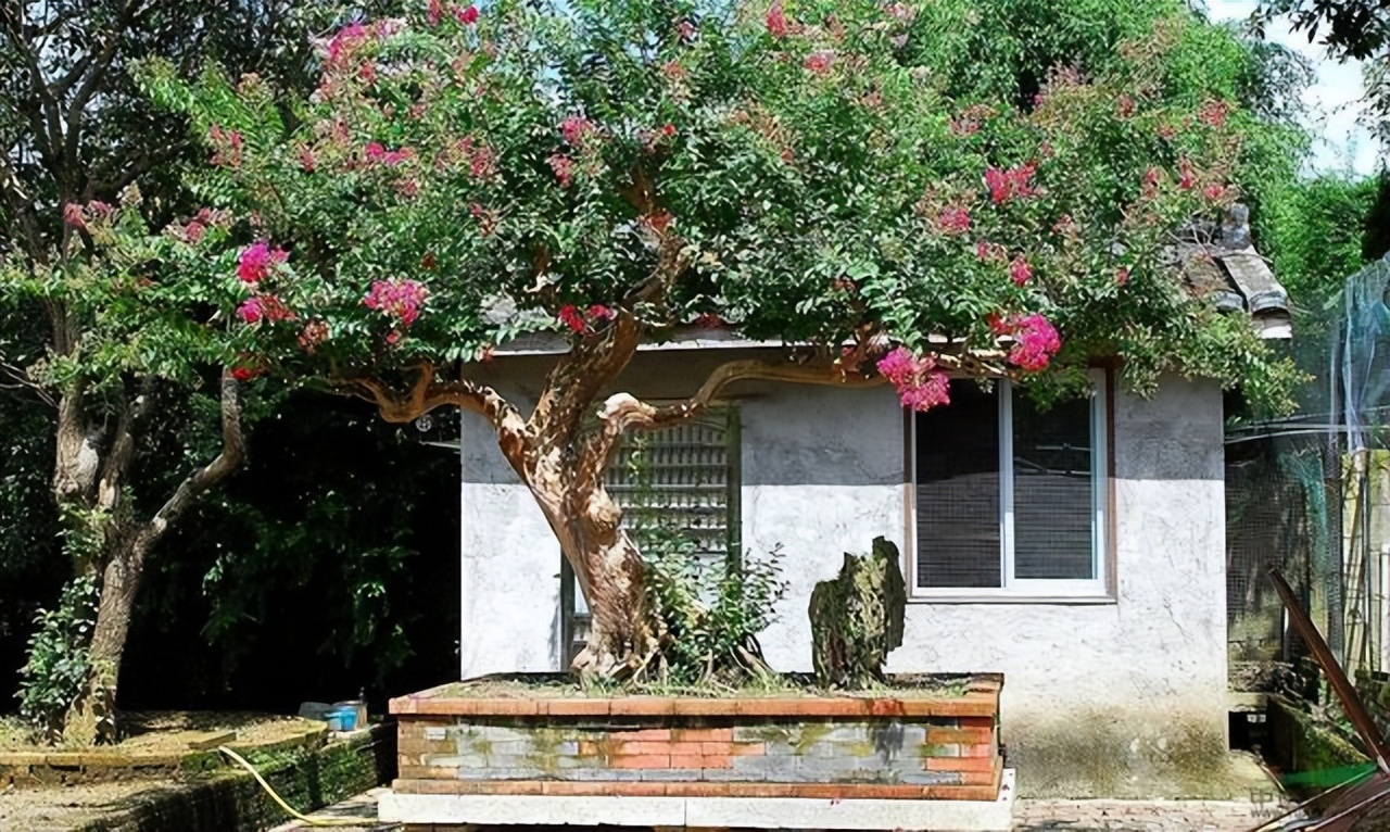 农村自建房庭院门前种什么果树好,东北地区庭院里门前适合种什么树