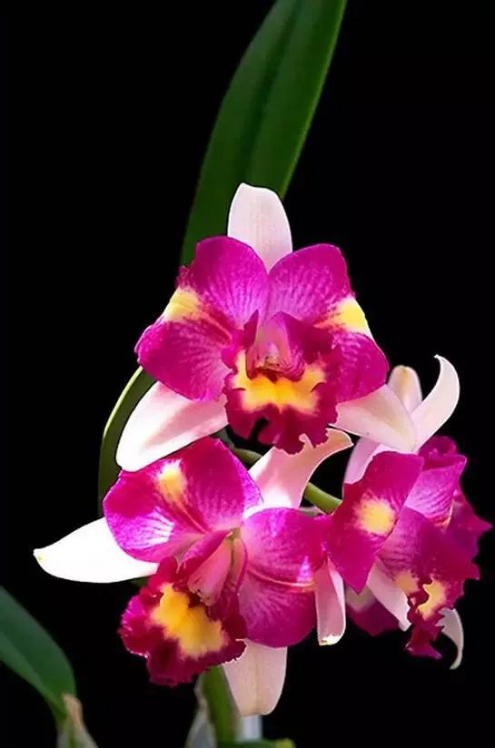 最美的100种兰花图片,欣赏一下最美的兰花