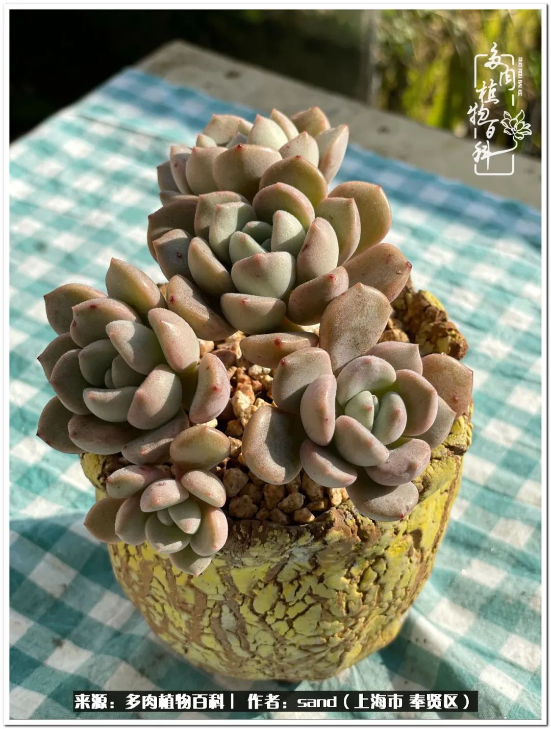 养点花草给生活添点乐趣,养点花花草草心情自然会好