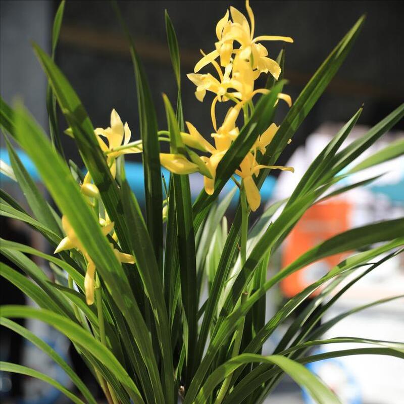 兰花空根最好的处理方法,兰花空根的补救方法